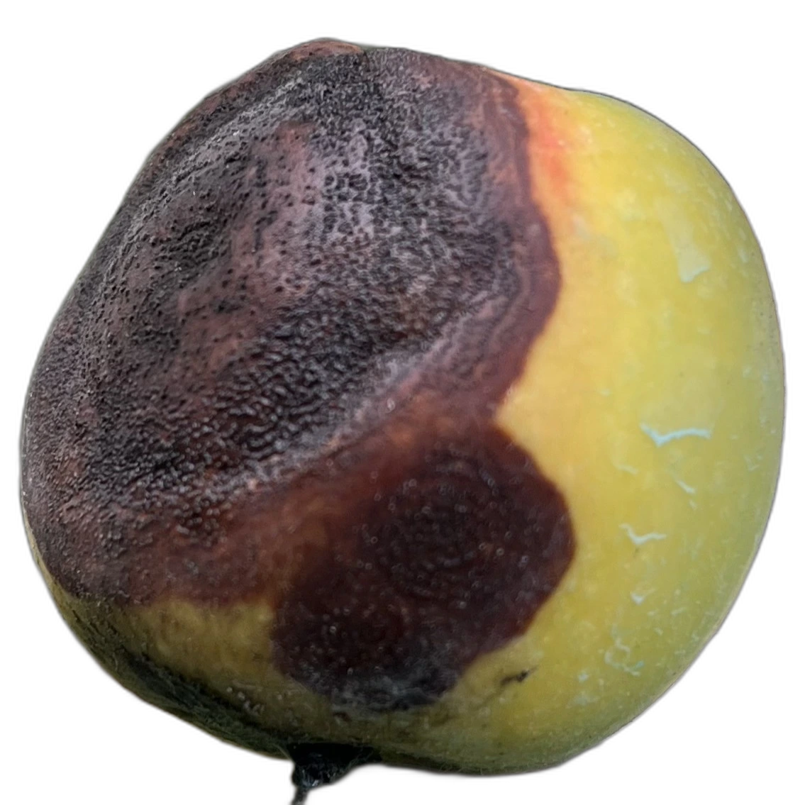 Contoh gejala penyakit pada buah apel
