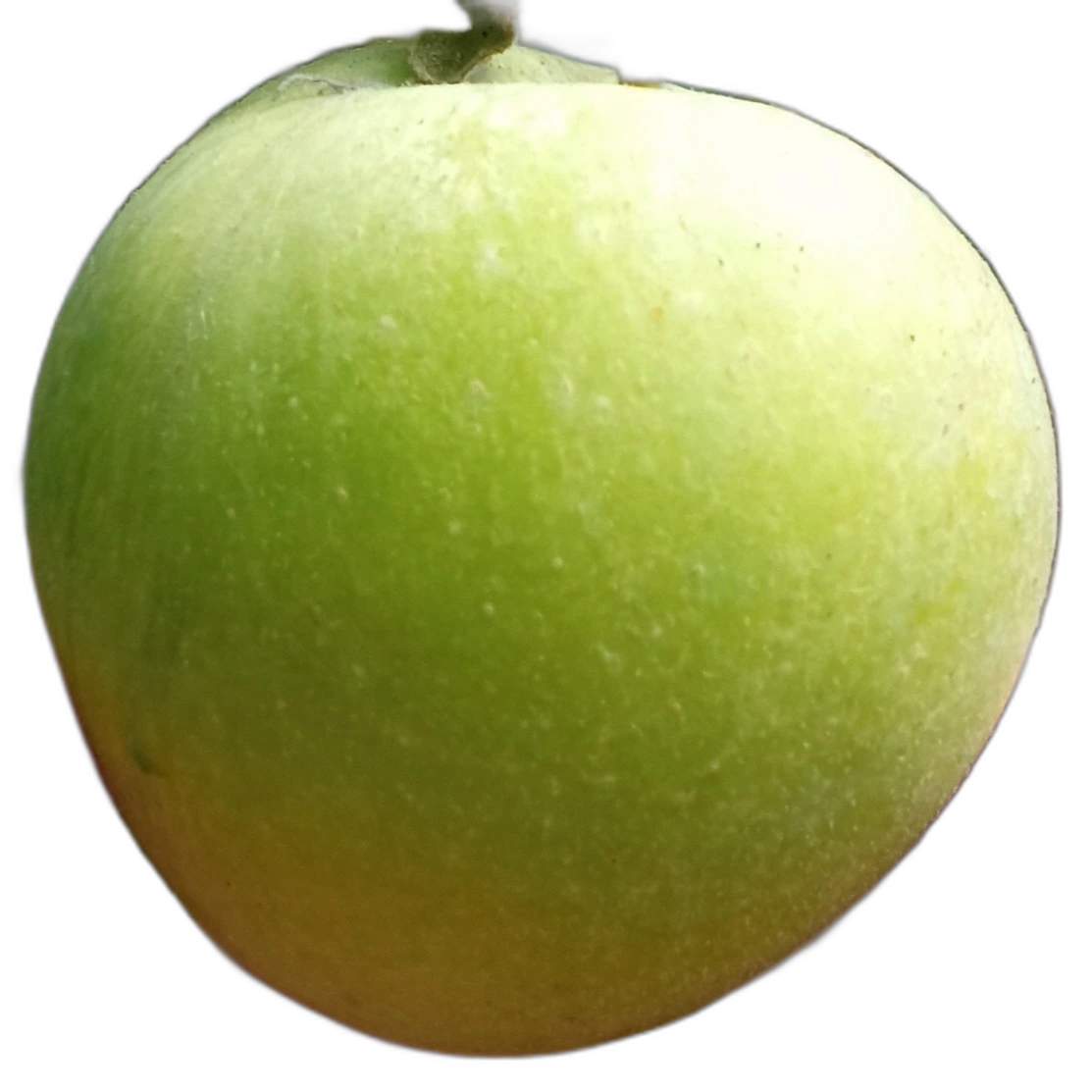 Apel sehat di kebun